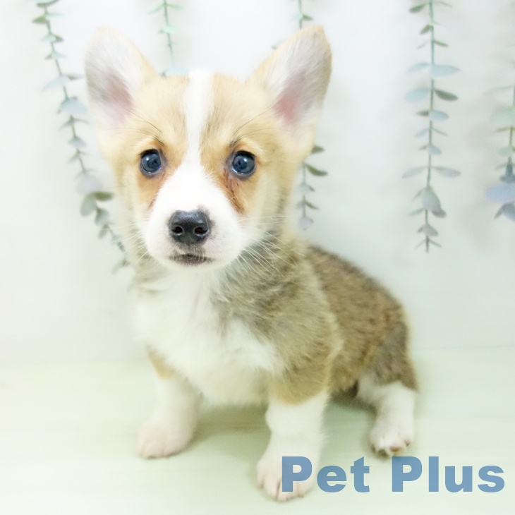 愛知県のウェルシュコーギーペンブローク (ペットプラス イオンモール豊川店/2026年2月21日生まれ/男の子/セーブルホワイト)の子犬の2枚目の画像
