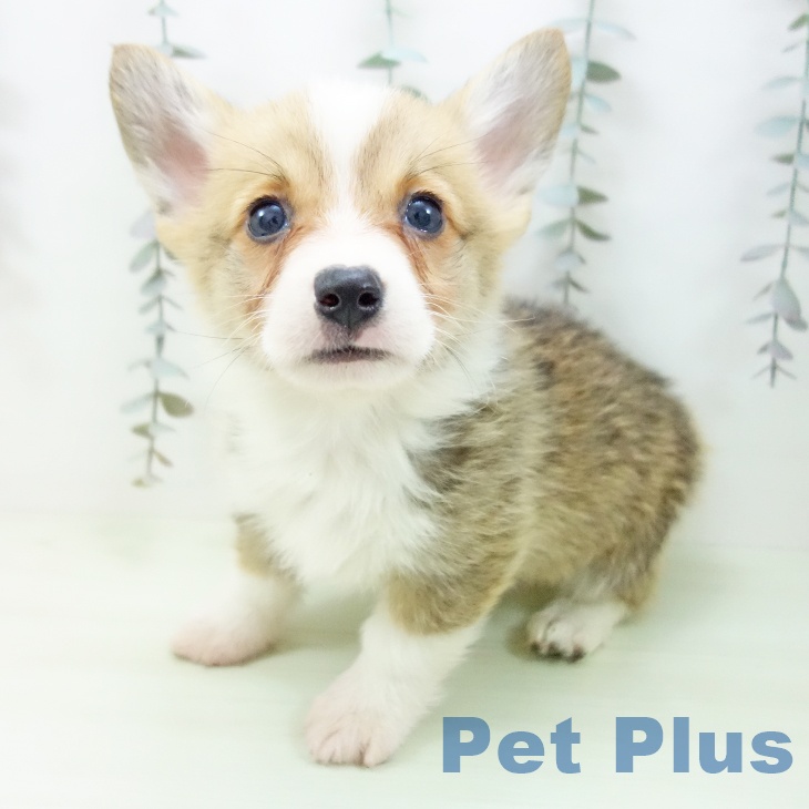 ウェルシュ・コーギー・ペンブローク