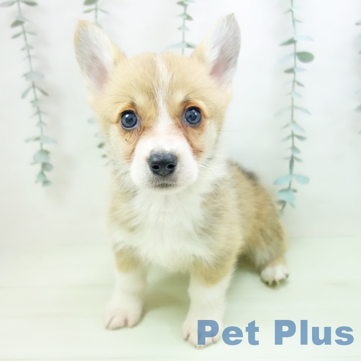 岐阜県のウェルシュコーギーペンブローク (ペットプラス 各務原店/2026年2月21日生まれ/女の子/セーブルホワイト)の子犬の1枚目の画像