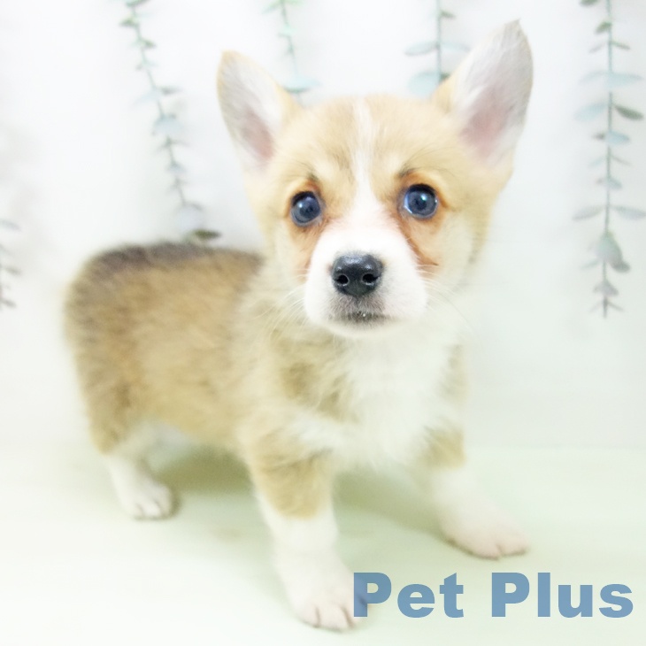 岐阜県のウェルシュコーギーペンブローク (ペットプラス 各務原店/2026年2月21日生まれ/女の子/セーブルホワイト)の子犬の2枚目の画像