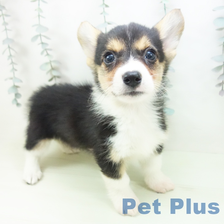 愛知県のウェルシュコーギーペンブローク (ペットプラス 名古屋茶屋店/2026年2月21日生まれ/女の子/ブラックタンホワイト)の子犬の1枚目の画像