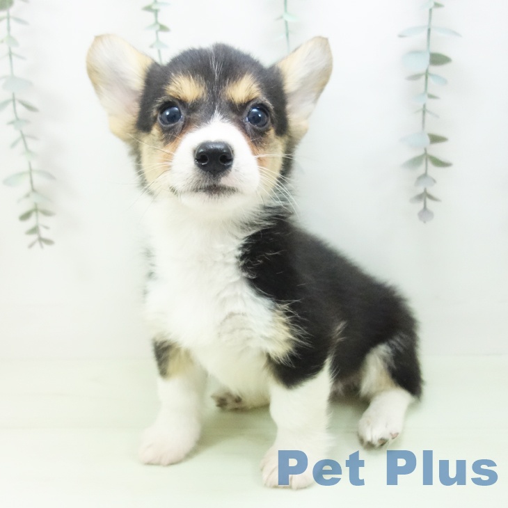 愛知県のウェルシュコーギーペンブローク (ペットプラス 名古屋茶屋店/2026年2月21日生まれ/女の子/ブラックタンホワイト)の子犬の2枚目の画像