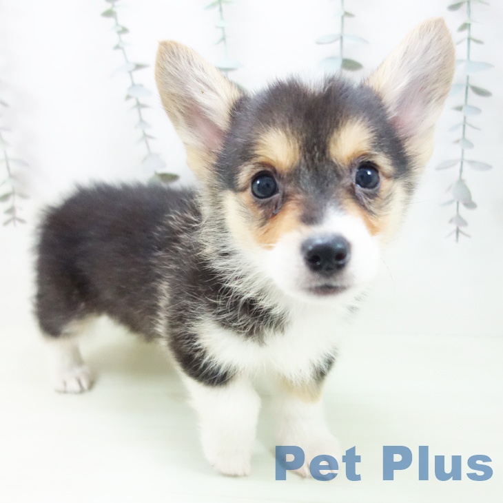 愛知県のウェルシュコーギーペンブローク (ペットプラス mozoワンダーシティ店/2026年2月21日生まれ/女の子/ブラックタンホワイト)の子犬の1枚目の画像