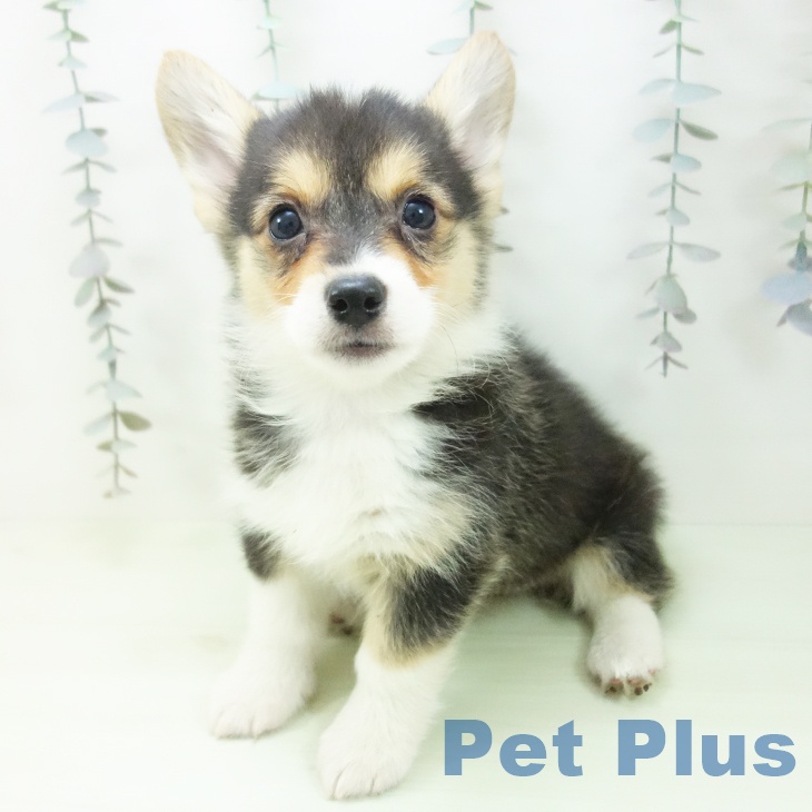 愛知県のウェルシュコーギーペンブローク (ペットプラス mozoワンダーシティ店/2026年2月21日生まれ/女の子/ブラックタンホワイト)の子犬の2枚目の画像