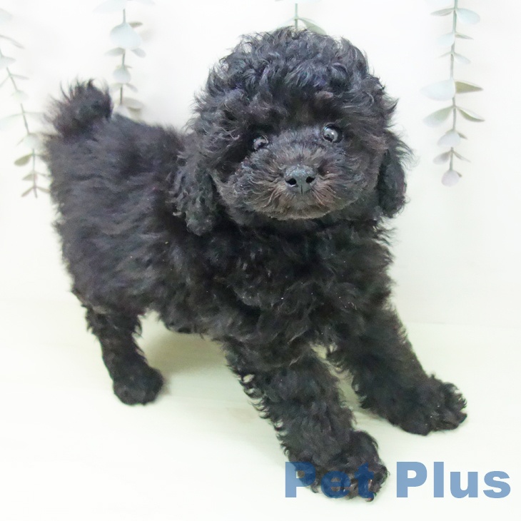 トイ・プードル