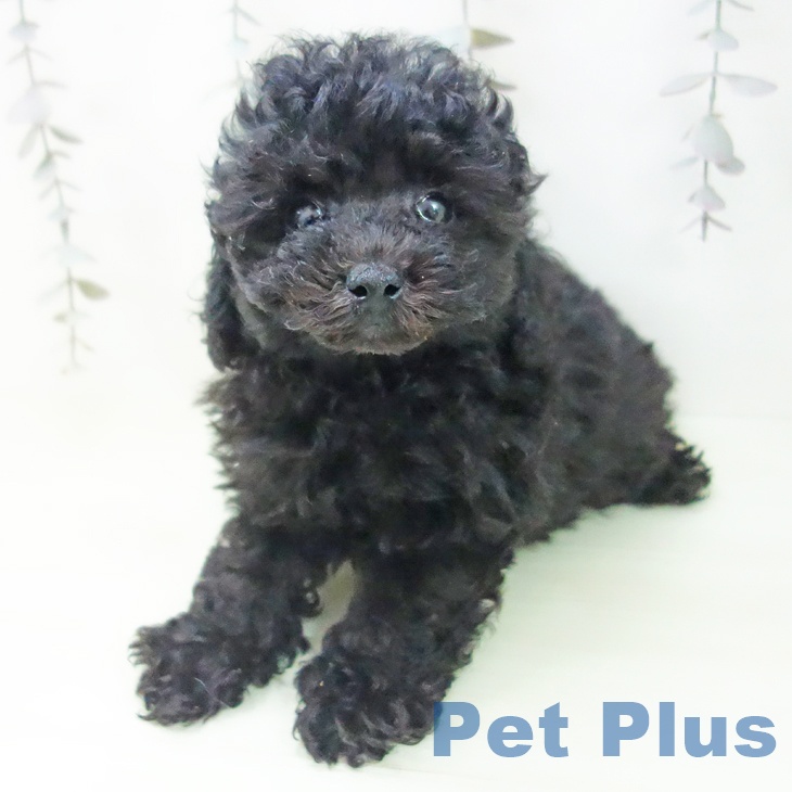 トイ・プードルの写真2