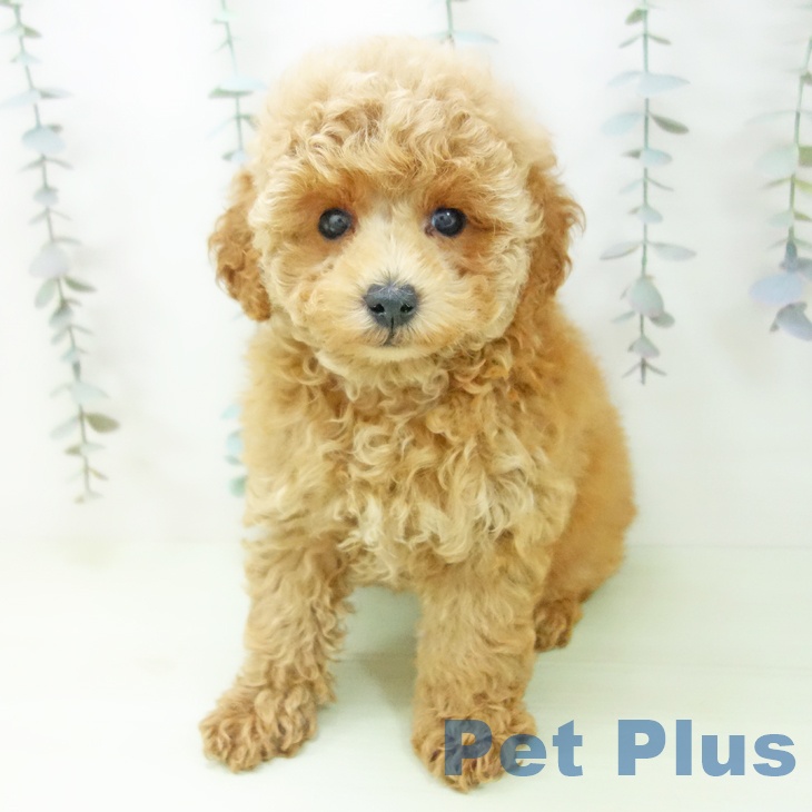 トイ・プードル