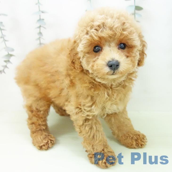 トイ・プードルの写真2