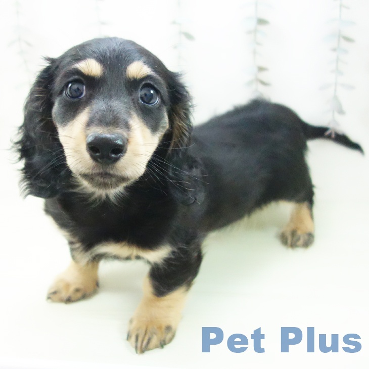 ミニチュア・ダックスフンド