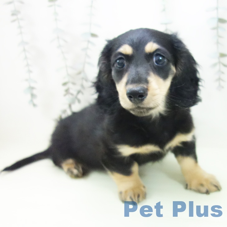 ミニチュア・ダックスフンドの写真2