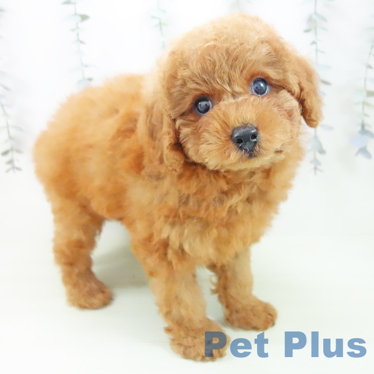 トイ・プードル