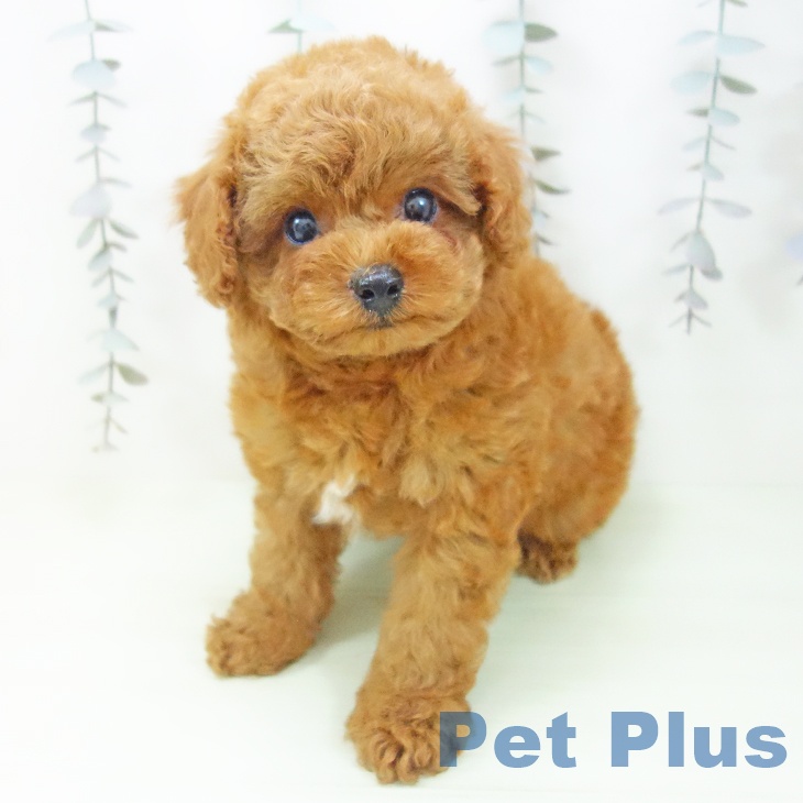 愛知県のトイプードル(トイ) (ペットプラス イオンモール豊川店/2026年2月20日生まれ/男の子/レッド)の子犬の1枚目の画像