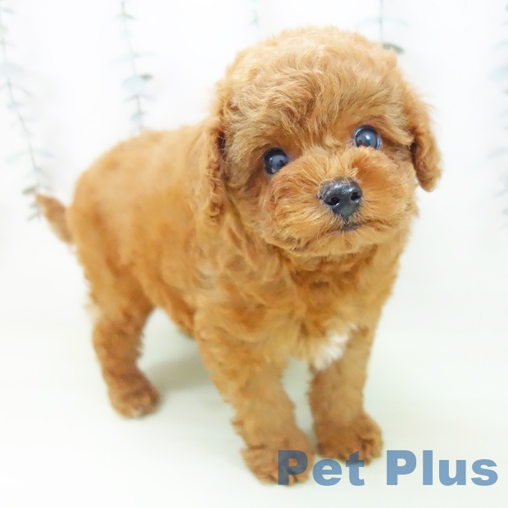 愛知県のトイプードル(トイ) (ペットプラス イオンモール豊川店/2026年2月20日生まれ/男の子/レッド)の子犬の2枚目の画像