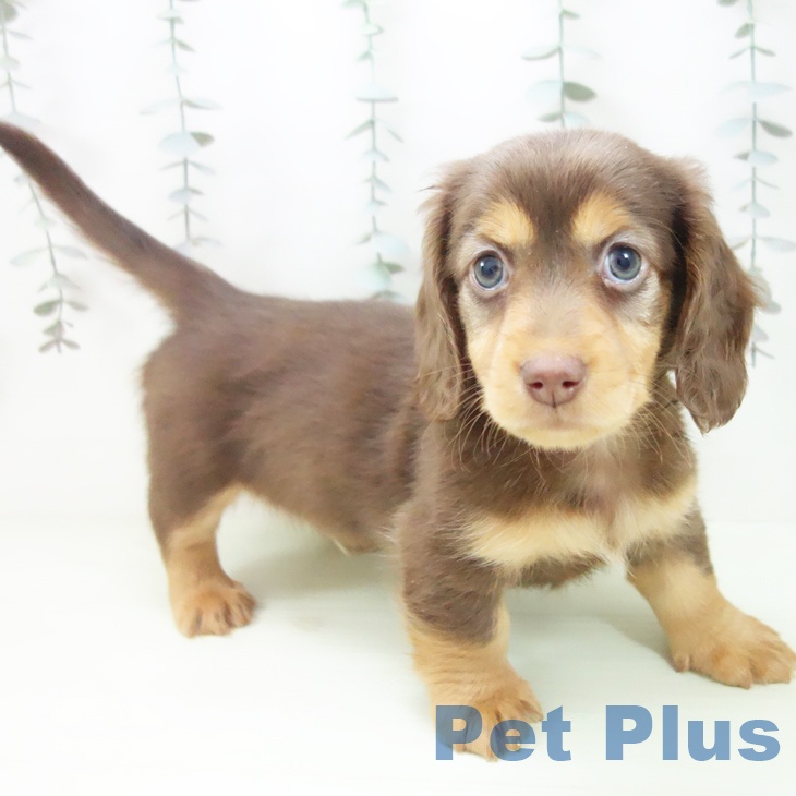 ミニチュア・ダックスフンド