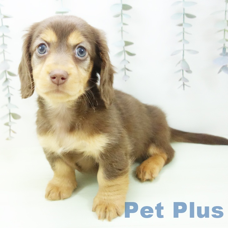 ミニチュア・ダックスフンドの写真2