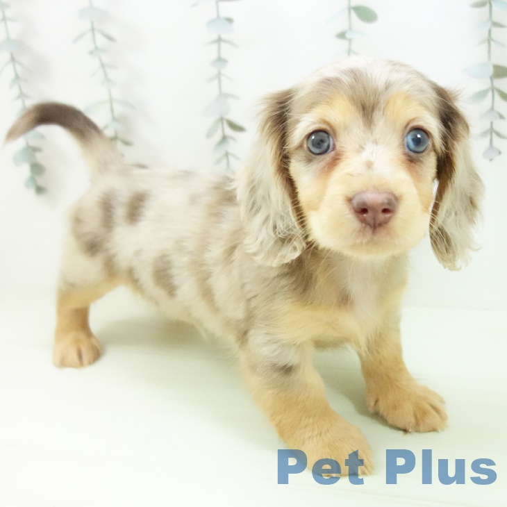 ミニチュア・ダックスフンド