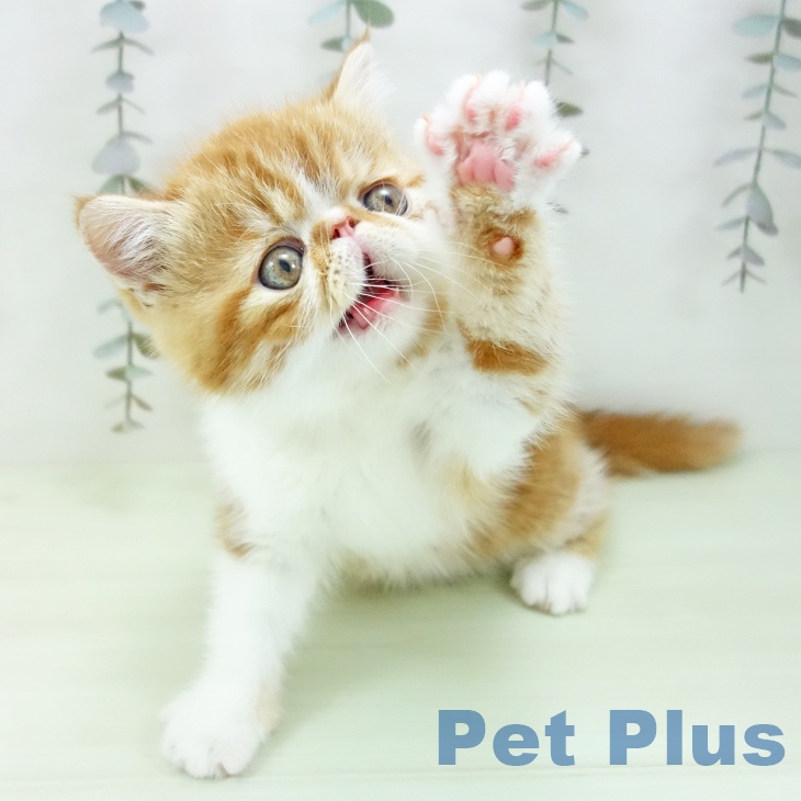 エキゾチックの写真2