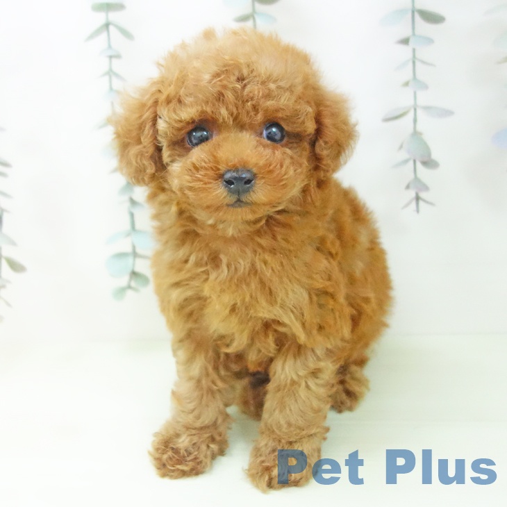 トイ・プードル