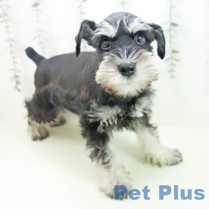 ミニチュア・シュナウザー