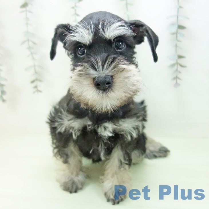 ミニチュア・シュナウザーの写真2