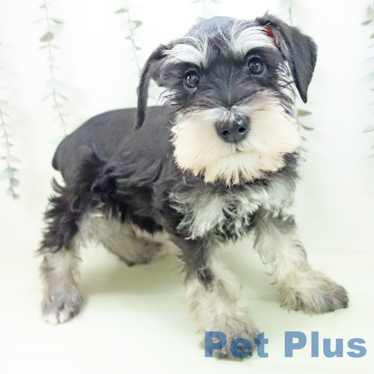 ミニチュア・シュナウザー