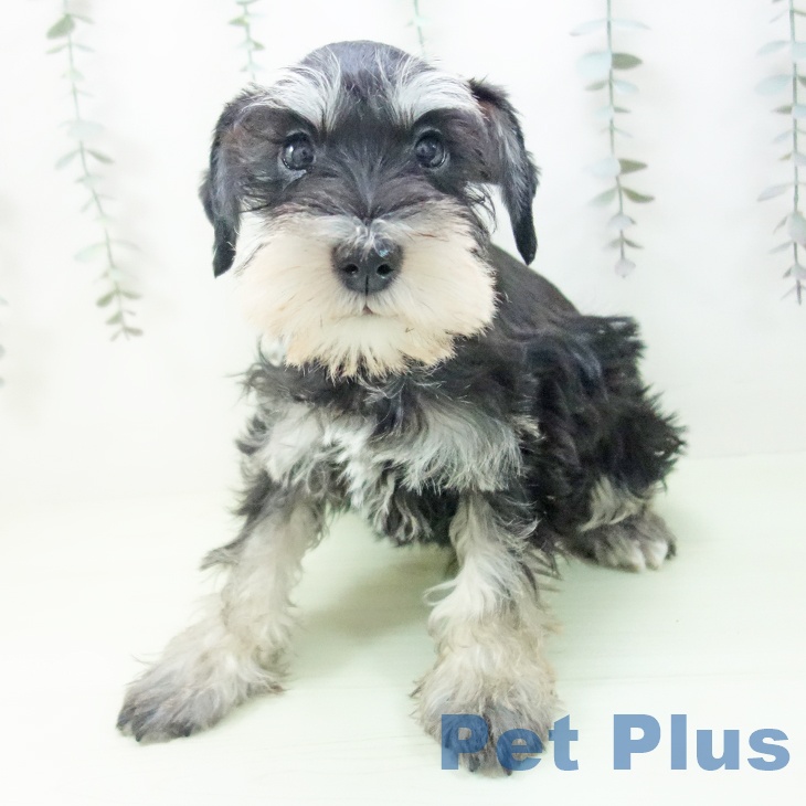 ミニチュア・シュナウザーの写真2