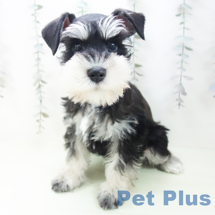 ミニチュア・シュナウザー