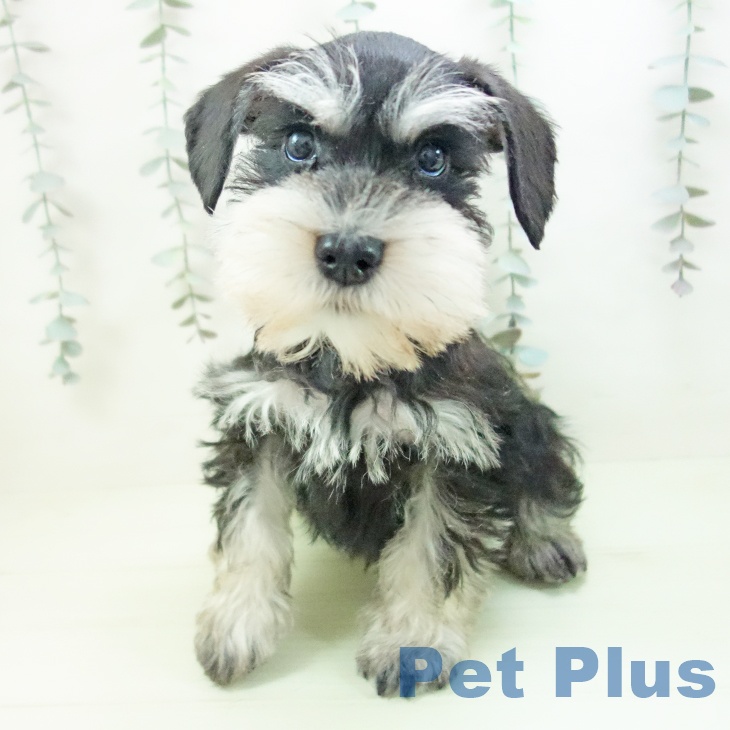 ミニチュア・シュナウザー