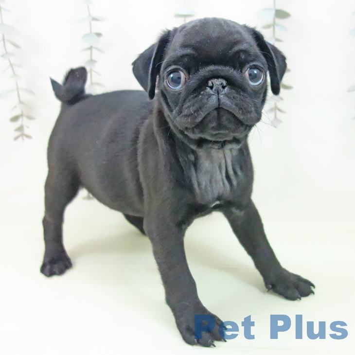 愛知県のパグ (ペットプラス 岡崎店/2026年2月22日生まれ/男の子/ブラック)の子犬の1枚目の画像