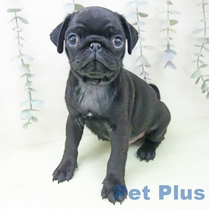 愛知県のパグ (ペットプラス 岡崎店/2026年2月22日生まれ/男の子/ブラック)の子犬の2枚目の画像