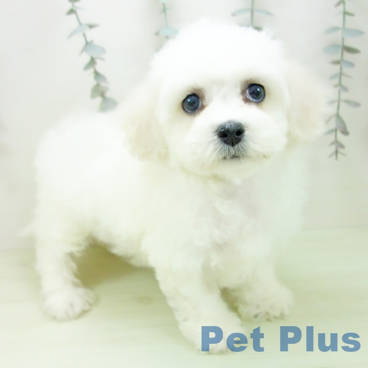 愛知県のビションフリーゼ (ペットプラス mozoワンダーシティ店/2026年2月22日生まれ/女の子/ホワイト)の子犬の1枚目の画像