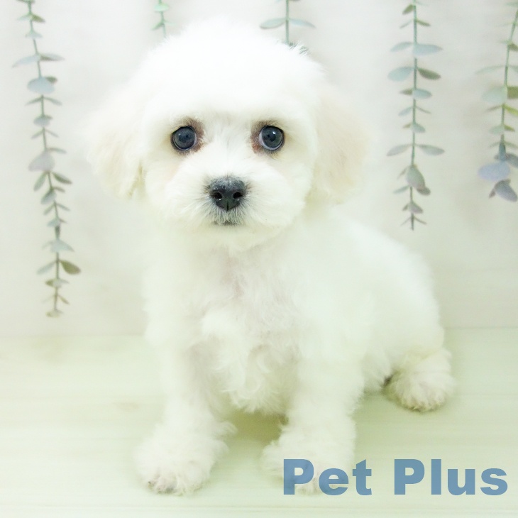 愛知県のビションフリーゼ (ペットプラス mozoワンダーシティ店/2026年2月22日生まれ/女の子/ホワイト)の子犬の2枚目の画像