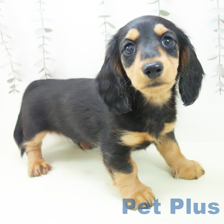 ミニチュア・ダックスフンド