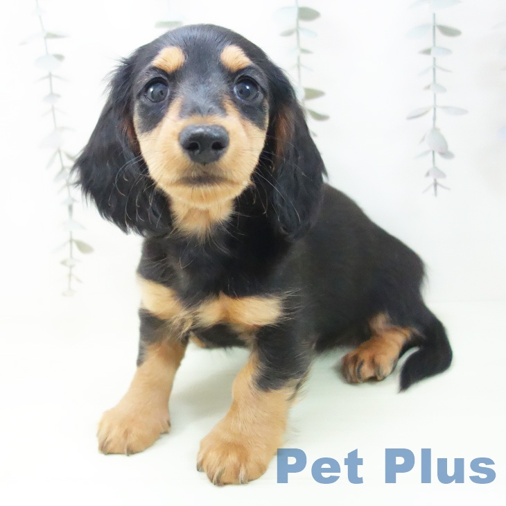 ミニチュア・ダックスフンドの写真2