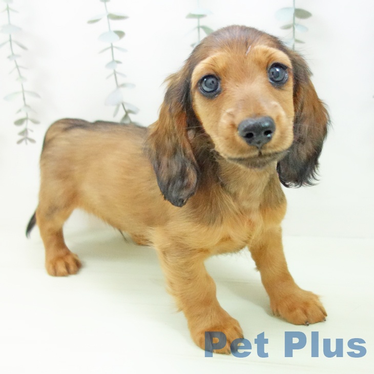 ミニチュア・ダックスフンドの写真2