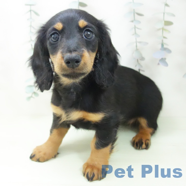 ミニチュア・ダックスフンド