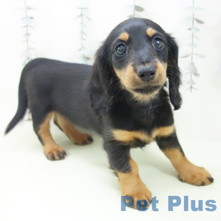 ミニチュア・ダックスフンドの写真2