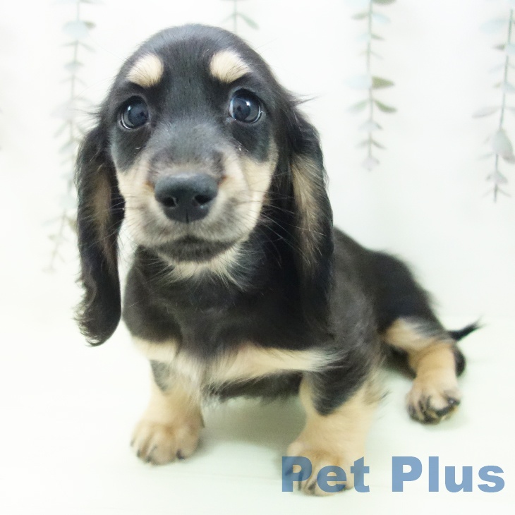 石川県のミニチュアダックスフンド(ロング) (ペットプラス 新小松店/2026年2月23日生まれ/男の子/ブラックタン)の子犬の1枚目の画像