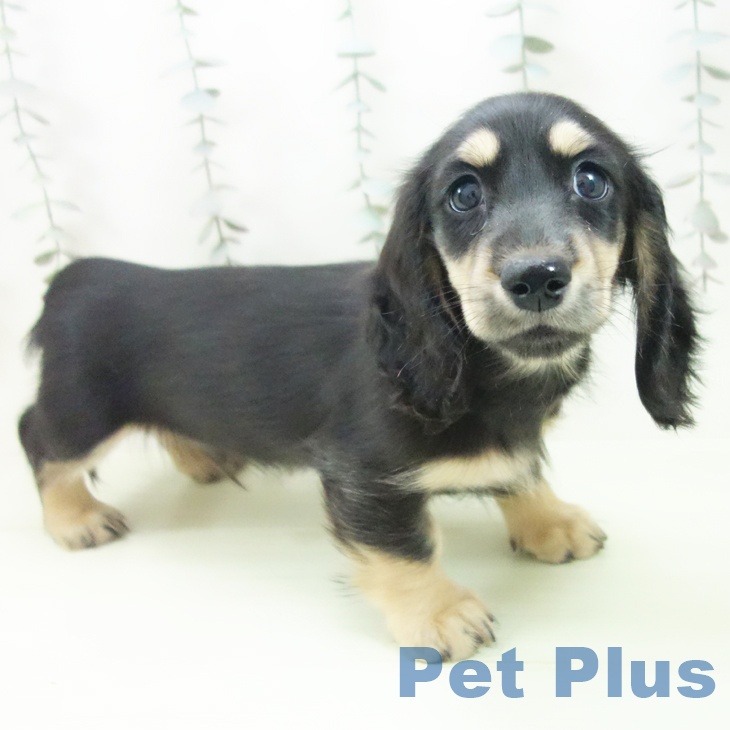 石川県のミニチュアダックスフンド(ロング) (ペットプラス 新小松店/2026年2月23日生まれ/男の子/ブラックタン)の子犬の2枚目の画像
