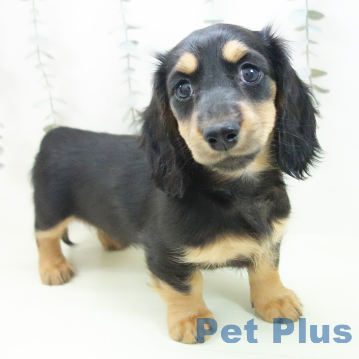 石川県のミニチュアダックスフンド(ロング) (ペットプラス 白山店/2026年2月23日生まれ/女の子/ブラックタン)の子犬の1枚目の画像