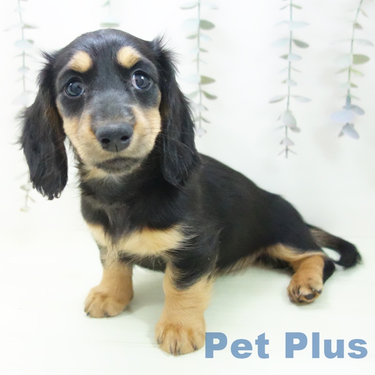 石川県のミニチュアダックスフンド(ロング) (ペットプラス 白山店/2026年2月23日生まれ/女の子/ブラックタン)の子犬の2枚目の画像