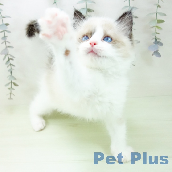 ラグドールの写真2