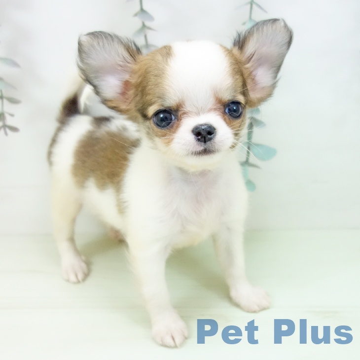 愛知県のチワワ(ロング) (ペットプラス ナゴヤドーム前店/2026年2月19日生まれ/女の子/レッドホワイト)の子犬の1枚目の画像