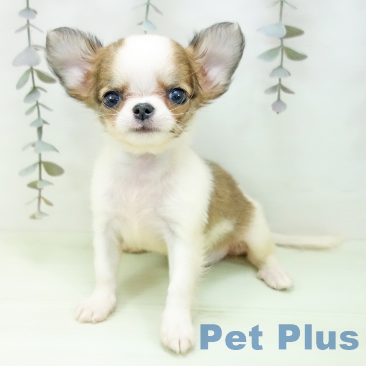 愛知県のチワワ(ロング) (ペットプラス ナゴヤドーム前店/2026年2月19日生まれ/女の子/レッドホワイト)の子犬の2枚目の画像