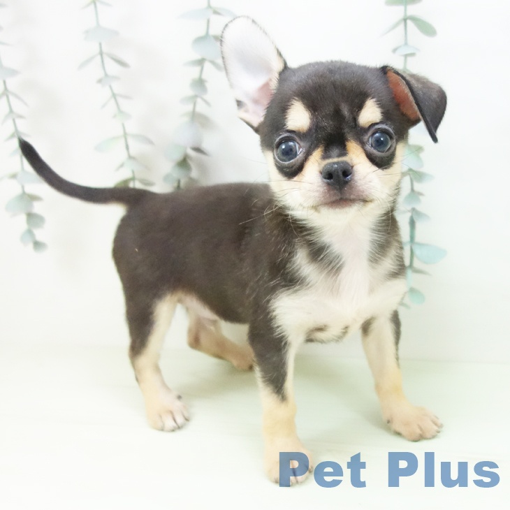 福井県のチワワ(ロング) (ペットプラス 福井店/2026年2月22日生まれ/男の子/ブラックタン)の子犬の1枚目の画像