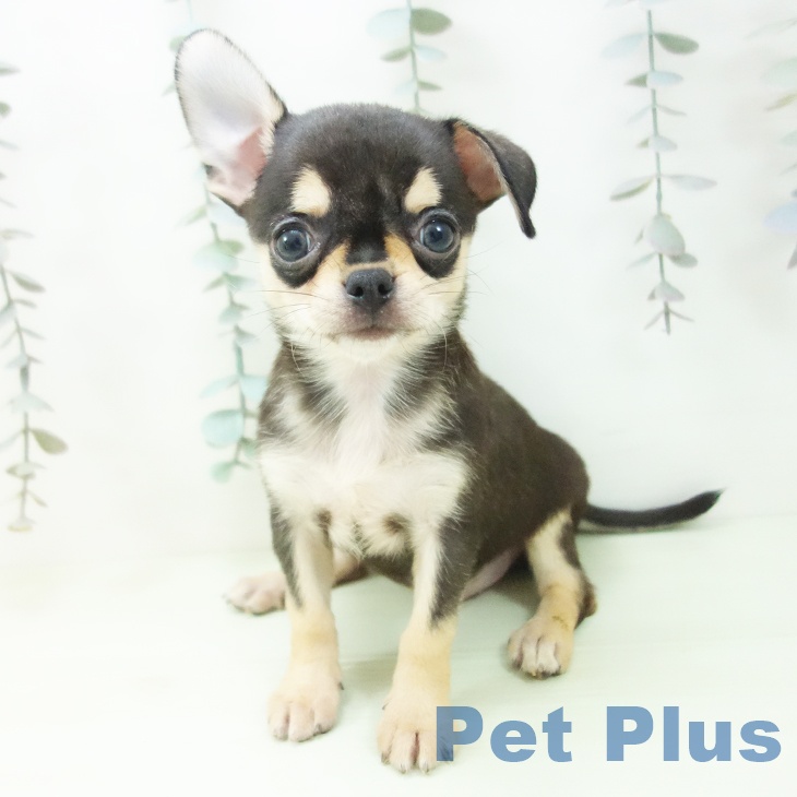 福井県のチワワ(ロング) (ペットプラス 福井店/2026年2月22日生まれ/男の子/ブラックタン)の子犬の2枚目の画像