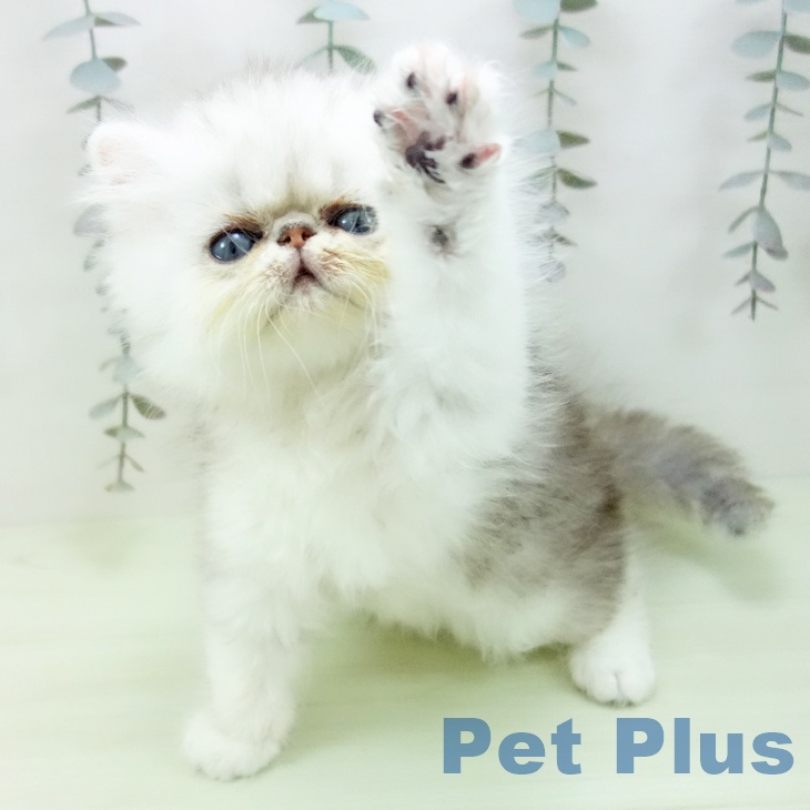 ペルシャの写真2