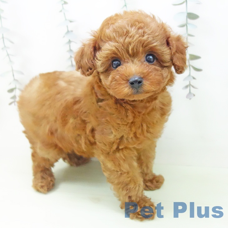 トイ・プードル