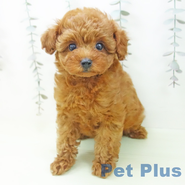 トイ・プードルの写真2