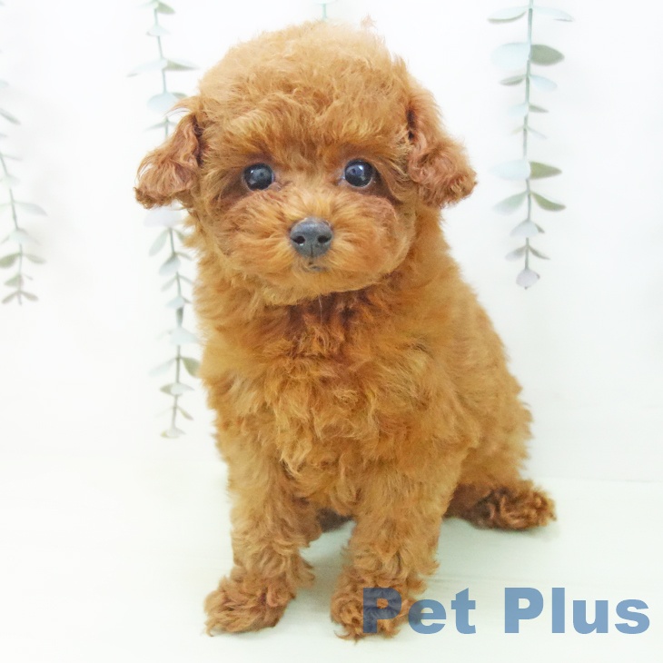 トイ・プードルの写真2